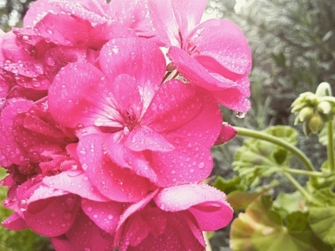 Rosa-do-deserto ou lírio-impala - é uma planta domesticada cujo nome científico é Adenium obesum Balf. f. da família Apocynaceae,